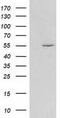 Histone Deacetylase 1 antibody, TA502143, Origene, Western Blot image 