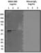 Dopamine receptor D4 antibody, 850101, BioLegend, Immunofluorescence image 