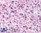 Neuropeptide S receptor antibody, LS-A3201, Lifespan Biosciences, Immunohistochemistry paraffin image 