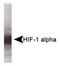 Hypoxia-inducible factor 1-alpha antibody, TA309689, Origene, Western Blot image 