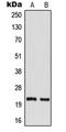TM2 Domain Containing 1 antibody, LS-B13636, Lifespan Biosciences, Western Blot image 