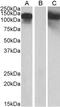 Cadherin 11 antibody, orb20653, Biorbyt, Western Blot image 