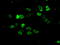 Aryl hydrocarbon receptor nuclear translocator antibody, TA501147, Origene, Immunofluorescence image 