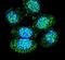 Acid Phosphatase antibody, PA5-26418, Invitrogen Antibodies, Immunofluorescence image 