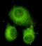 ATP Citrate Lyase antibody, GTX49218, GeneTex, Immunocytochemistry image 