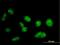 PR/SET Domain 15 antibody, H00063977-B01P, Novus Biologicals, Immunocytochemistry image 