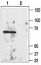 Reticulon 4 Receptor antibody, PA5-77534, Invitrogen Antibodies, Western Blot image 
