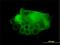 ATPase Sarcoplasmic/Endoplasmic Reticulum Ca2+ Transporting 1 antibody, H00000487-M01, Novus Biologicals, Immunofluorescence image 