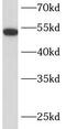 Protein ERGIC-53 antibody, FNab04803, FineTest, Western Blot image 