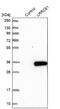 Leucine Rich Repeat Containing 61 antibody, NBP1-82021, Novus Biologicals, Western Blot image 