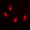 Histone Cluster 4 H4 antibody, orb256600, Biorbyt, Immunofluorescence image 