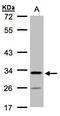 Chromosome 4 Open Reading Frame 19 antibody, LS-C185817, Lifespan Biosciences, Western Blot image 
