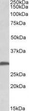 Fibroblast Growth Factor 13 antibody, TA311284, Origene, Western Blot image 