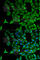 Keratin 20 antibody, A0248, ABclonal Technology, Immunofluorescence image 