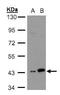 MAPK Activated Protein Kinase 3 antibody, PA5-28199, Invitrogen Antibodies, Western Blot image 