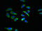 Sodium/Potassium Transporting ATPase Interacting 4 antibody, LS-C399839, Lifespan Biosciences, Immunofluorescence image 