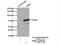 Novelzin antibody, 13696-1-AP, Proteintech Group, Immunoprecipitation image 