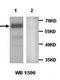Membrane-associated guanylate kinase, WW and PDZ domain-containing protein 2 antibody, orb77027, Biorbyt, Western Blot image 