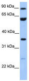 Coiled-Coil Domain Containing 7 antibody, TA334959, Origene, Western Blot image 
