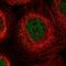 Coiled-coil domain-containing protein 19, mitochondrial antibody, NBP1-91757, Novus Biologicals, Immunofluorescence image 
