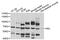 REL Proto-Oncogene, NF-KB Subunit antibody, MBS126853, MyBioSource, Western Blot image 