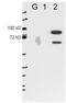 Epithelial Splicing Regulatory Protein 2 antibody, orb345209, Biorbyt, Western Blot image 