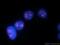 DExD-Box Helicase 21 antibody, 10528-1-AP, Proteintech Group, Immunofluorescence image 