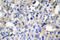 F2 antibody, LS-C177058, Lifespan Biosciences, Immunohistochemistry paraffin image 