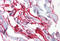 Aquaporin-8 antibody, MBS245566, MyBioSource, Immunohistochemistry frozen image 