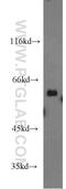 Protein Disulfide Isomerase Family A Member 5 antibody, 15545-1-AP, Proteintech Group, Western Blot image 
