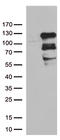 Zinc Finger Protein 202 antibody, LS-C792636, Lifespan Biosciences, Western Blot image 