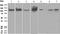 Phosphatidylinositol-4,5-bisphosphate 3-kinase catalytic subunit delta isoform antibody, TA307256, Origene, Western Blot image 