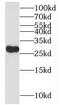 Myc target protein 1 antibody, FNab05461, FineTest, Western Blot image 