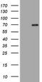 HMG-Box Containing 4 antibody, TA801928BM, Origene, Western Blot image 