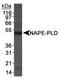 N-Acyl Phosphatidylethanolamine Phospholipase D antibody, TA309757, Origene, Western Blot image 