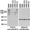 Metabotropic glutamate receptor 1 antibody, 73-116, Antibodies Incorporated, Western Blot image 