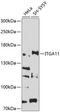 Integrin Subunit Alpha 11 antibody, 13-420, ProSci, Western Blot image 