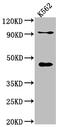 Choline-phosphate cytidylyltransferase A antibody, CSB-RA213218A0HU, Cusabio, Western Blot image 