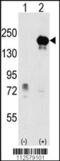 Euchromatic Histone Lysine Methyltransferase 1 antibody, 55-078, ProSci, Western Blot image 