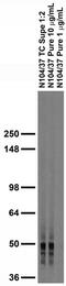 Sodium-coupled neutral amino acid transporter 1 antibody, 75-155, Antibodies Incorporated, Western Blot image 