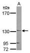 Jouberin antibody, PA5-31846, Invitrogen Antibodies, Western Blot image 