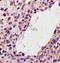 Anaphase Promoting Complex Subunit 1 antibody, orb4459, Biorbyt, Immunohistochemistry paraffin image 