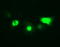 Interleukin 1 Beta antibody, M00101-2, Boster Biological Technology, Immunofluorescence image 