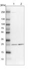 ETHE1 Persulfide Dioxygenase antibody, NBP1-81689, Novus Biologicals, Western Blot image 