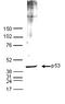 p53 antibody, TA347308, Origene, Western Blot image 