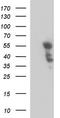 PTPN1 antibody, TA590672, Origene, Western Blot image 