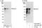 BCL2 Associated Athanogene 3 antibody, A302-806A, Bethyl Labs, Immunoprecipitation image 