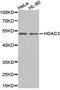 Histone Deacetylase 3 antibody, LS-C192945, Lifespan Biosciences, Western Blot image 
