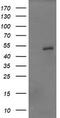 Zinc Finger And SCAN Domain Containing 21 antibody, TA506093S, Origene, Western Blot image 