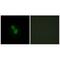 Par-3 Family Cell Polarity Regulator antibody, PA5-49856, Invitrogen Antibodies, Immunofluorescence image 